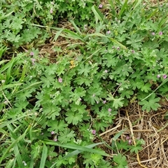 Geranium molle subsp. molle at Parkesbourne, NSW - 29 Nov 2024 09:15 AM