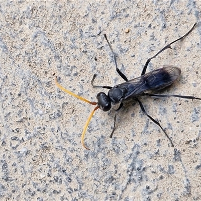 Fabriogenia sp. (genus) (Spider wasp) at Parkesbourne, NSW - 29 Nov 2024 by trevorpreston