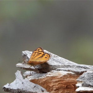 Heteronympha merope (Common Brown Butterfly) at Kambah, ACT by LinePerrins