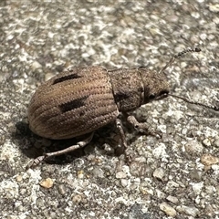 Eurymetopus birabeni (Weevil) at Parkes, ACT - 26 Nov 2024 by Pirom