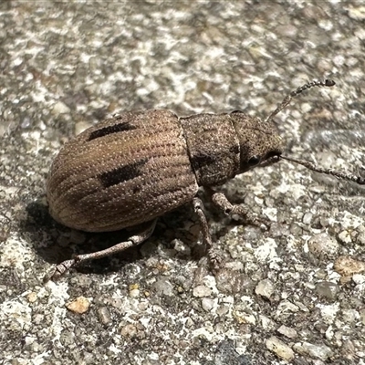 Eurymetopus birabeni (Weevil) at Parkes, ACT - 25 Nov 2024 by Pirom