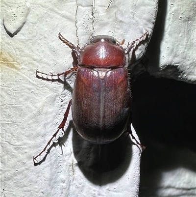 Sericesthis nigrolineata (Dusky pasture scarab) at Ainslie, ACT - 26 Nov 2024 by Pirom
