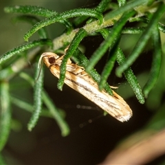 Unidentified Concealer moth (Oecophoridae) at Bungonia, NSW - 26 Nov 2024 by AlisonMilton