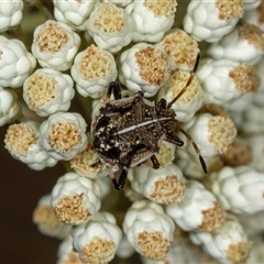 Unidentified Shield, Stink or Jewel Bug (Pentatomoidea) at Bungonia, NSW - 26 Nov 2024 by AlisonMilton