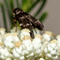 Heliothela (genus) (A Pyraloid moth (Heliotheliinae subf.)) at Bungonia, NSW - 26 Nov 2024 by AlisonMilton