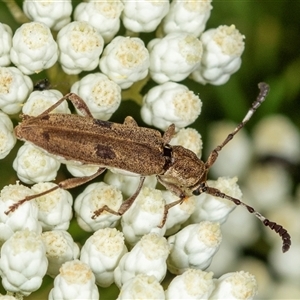 Pempsamacra tillides (Longhorn or longicorn beetle) at Bungonia, NSW by AlisonMilton