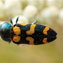 Castiarina livida (Jewel Beetle) at Bungonia, NSW - 26 Nov 2024 by AlisonMilton