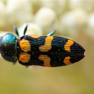 Castiarina livida (Jewel Beetle) at Bungonia, NSW - 26 Nov 2024 by AlisonMilton