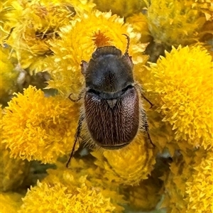 Automolius sp. at Ainslie, ACT - 28 Nov 2024