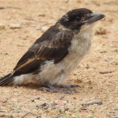 Cracticus torquatus (Grey Butcherbird) at Kambah, ACT - 29 Nov 2024 by LineMarie