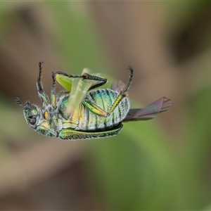 Diphucephala elegans at Rendezvous Creek, ACT - 29 Nov 2024