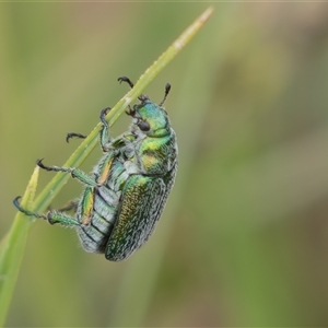 Diphucephala elegans at Rendezvous Creek, ACT - 29 Nov 2024