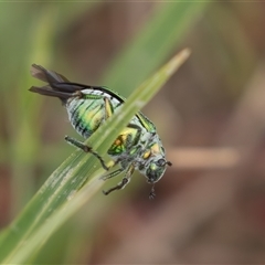 Diphucephala elegans at Rendezvous Creek, ACT - 29 Nov 2024