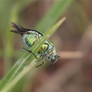 Diphucephala elegans at Rendezvous Creek, ACT - 29 Nov 2024