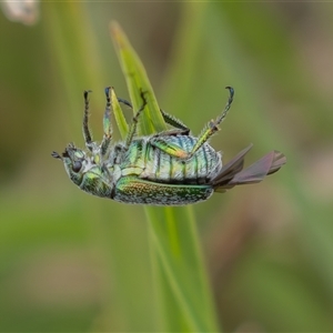 Diphucephala elegans at Rendezvous Creek, ACT - 29 Nov 2024