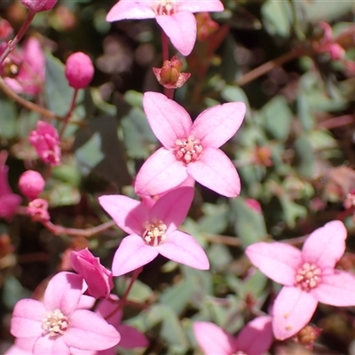 Boronia ovata at Paulls Valley, WA - 11 Nov 2024 by AnneG1