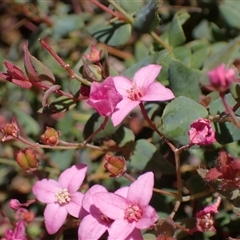 Boronia ovata at Paulls Valley, WA - 11 Nov 2024 12:17 PM