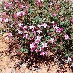 Boronia ovata at Paulls Valley, WA - 11 Nov 2024 12:17 PM