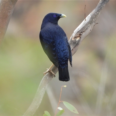 Ptilonorhynchus violaceus (Satin Bowerbird) at Kambah, ACT - 29 Nov 2024 by LinePerrins