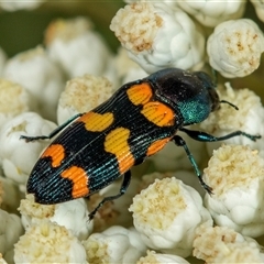 Castiarina livida (Jewel Beetle) at Bungonia, NSW - 26 Nov 2024 by AlisonMilton