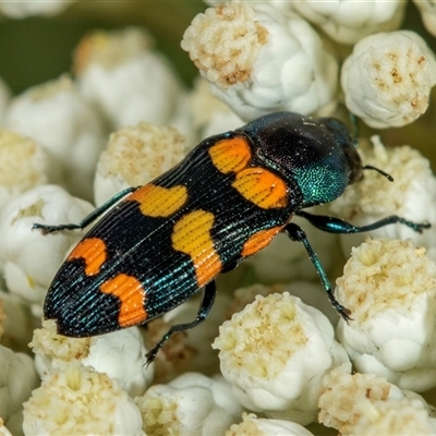 Castiarina livida (Jewel Beetle) at Bungonia, NSW - 26 Nov 2024 by AlisonMilton