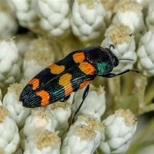 Castiarina livida at Bungonia, NSW - 26 Nov 2024 03:20 PM