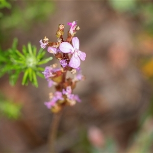 Stylidium sp. at Bungonia, NSW - 26 Nov 2024