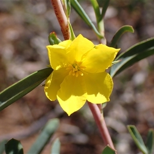 Hibbertia subvaginata at Hovea, WA - 4 Nov 2024 09:58 AM