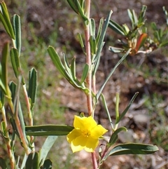 Hibbertia subvaginata at Hovea, WA - 4 Nov 2024 09:58 AM