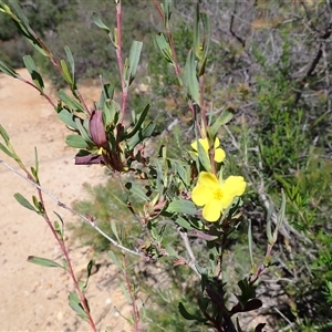 Hibbertia subvaginata at Hovea, WA - 4 Nov 2024 09:58 AM