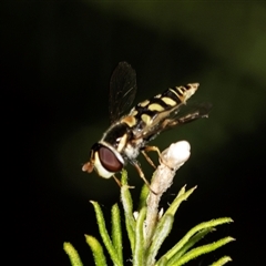 Melangyna viridiceps at Bungonia, NSW - 26 Nov 2024 by AlisonMilton