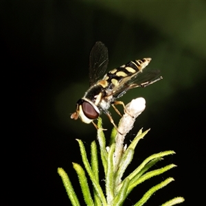 Simosyrphus grandicornis at Bungonia, NSW - 26 Nov 2024