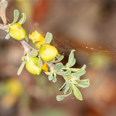 Hibbertia sp. at Bungonia, NSW - 26 Nov 2024 by AlisonMilton