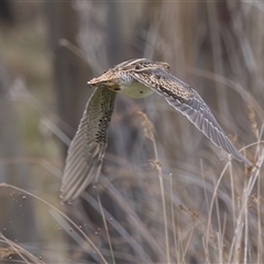 Gallinago hardwickii (Latham's Snipe) at Booth, ACT - 28 Nov 2024 by rawshorty