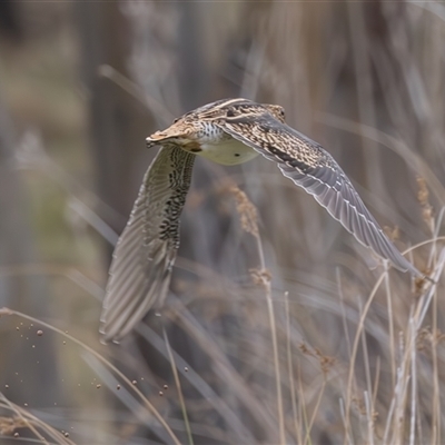 Gallinago hardwickii (Latham's Snipe) at Booth, ACT - 29 Nov 2024 by rawshorty