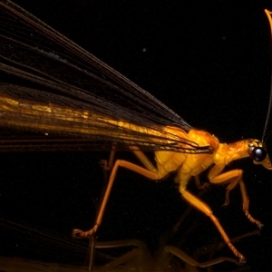 Nymphes myrmeleonoides at Rosedale, NSW - 28 Nov 2024