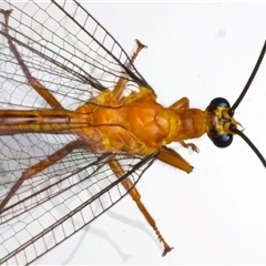 Nymphes myrmeleonoides at Rosedale, NSW - 28 Nov 2024