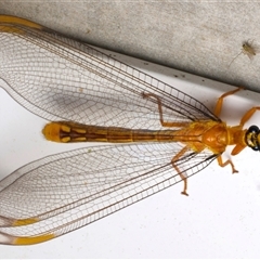 Nymphes myrmeleonoides at Rosedale, NSW - 28 Nov 2024