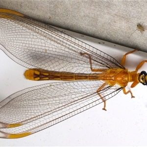 Nymphes myrmeleonoides at Rosedale, NSW - 28 Nov 2024