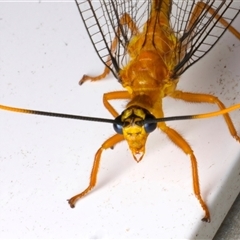 Nymphes myrmeleonoides at Rosedale, NSW - 28 Nov 2024