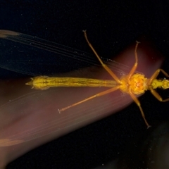 Nymphes myrmeleonoides at Rosedale, NSW - 28 Nov 2024 10:09 PM