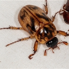 Cyclocephala signaticollis (Argentinian scarab) at Higgins, ACT - 29 Nov 2024 by AlisonMilton