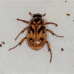 Cyclocephala signaticollis at Higgins, ACT - 29 Nov 2024 07:52 AM