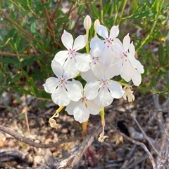 Unidentified Other Wildflower or Herb at Hovea, WA - 3 Nov 2024 by AnneG1