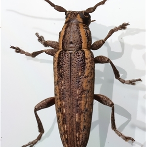 Sybra centurio at Rosedale, NSW - suppressed