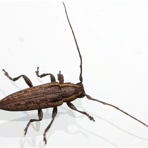 Sybra centurio at Rosedale, NSW - suppressed