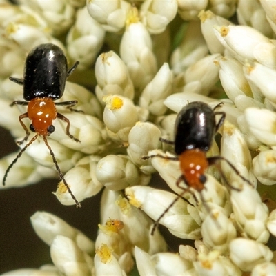 Unidentified Leaf beetle (Chrysomelidae) at Bungonia, NSW - 26 Nov 2024 by AlisonMilton