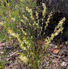 Tripterococcus brunonis (Winged Stackhouse) at Hovea, WA - 4 Nov 2024 by AnneG1