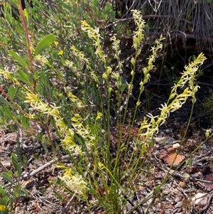 Tripterococcus brunonis at Hovea, WA - 4 Nov 2024 10:36 AM