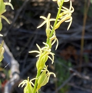 Tripterococcus brunonis at Hovea, WA - 4 Nov 2024 10:36 AM